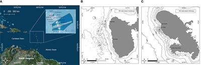 Site fidelity and population parameters of pantropical spotted dolphins in the Eastern Caribbean through photographic identification